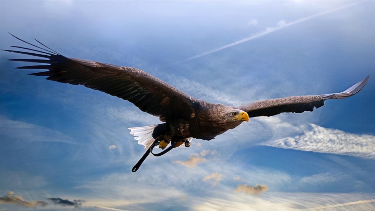 安第斯秃鹰简介，安第斯秃鹰这世界上最大的老鹰有多大？ 的第9张图片