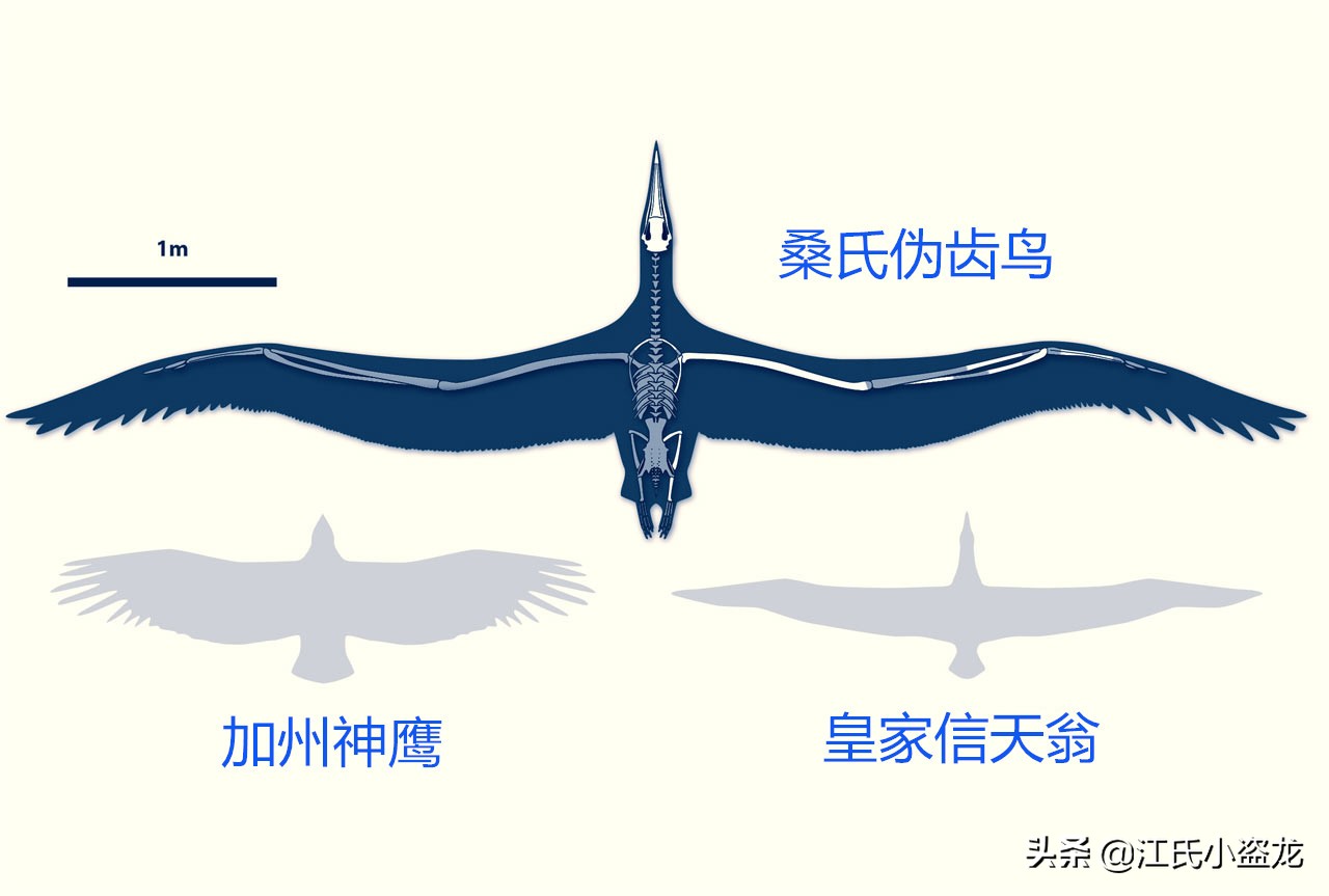 世界上最大的鸟，体型堪比小型飞机！ 的第11张图片