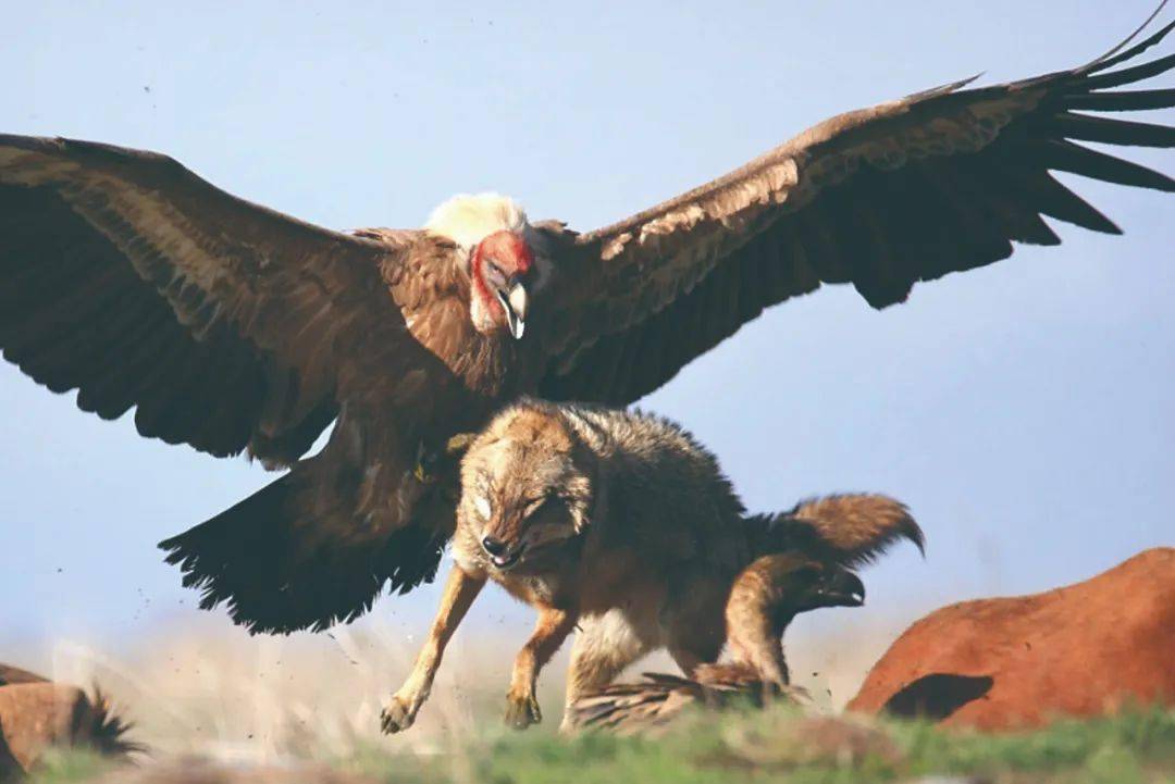 安第斯秃鹰简介，安第斯秃鹰这世界上最大的老鹰有多大？ 的第8张图片