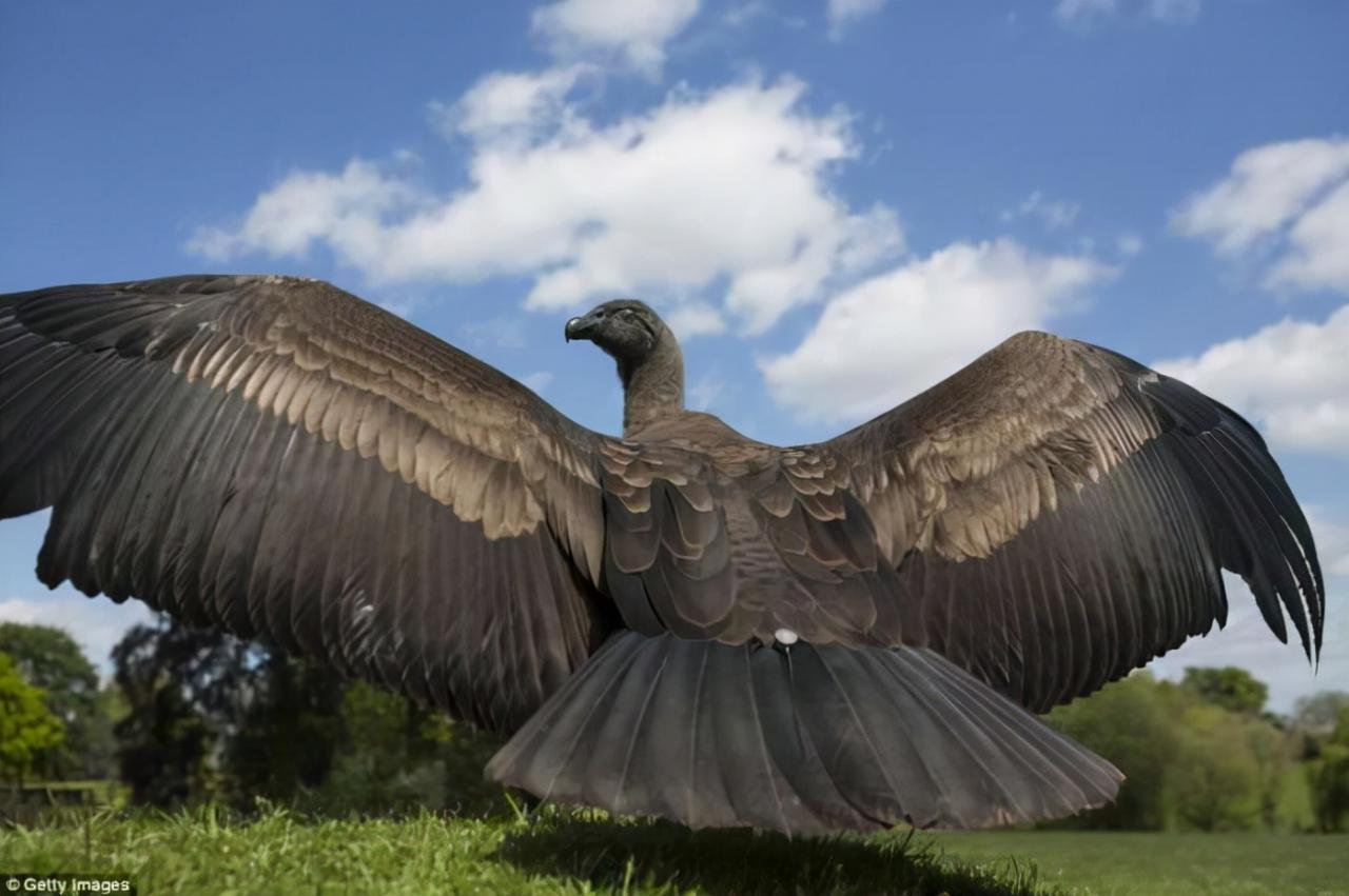 安第斯秃鹰简介，安第斯秃鹰这世界上最大的老鹰有多大？ 的第2张图片