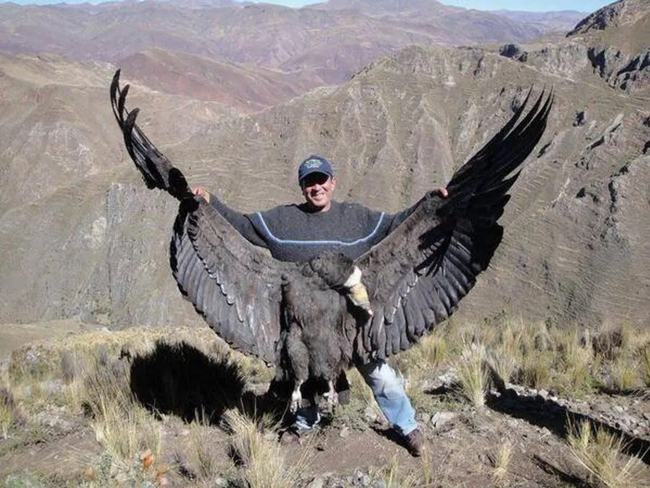 安第斯秃鹰简介，安第斯秃鹰这世界上最大的老鹰有多大？ 的第3张图片