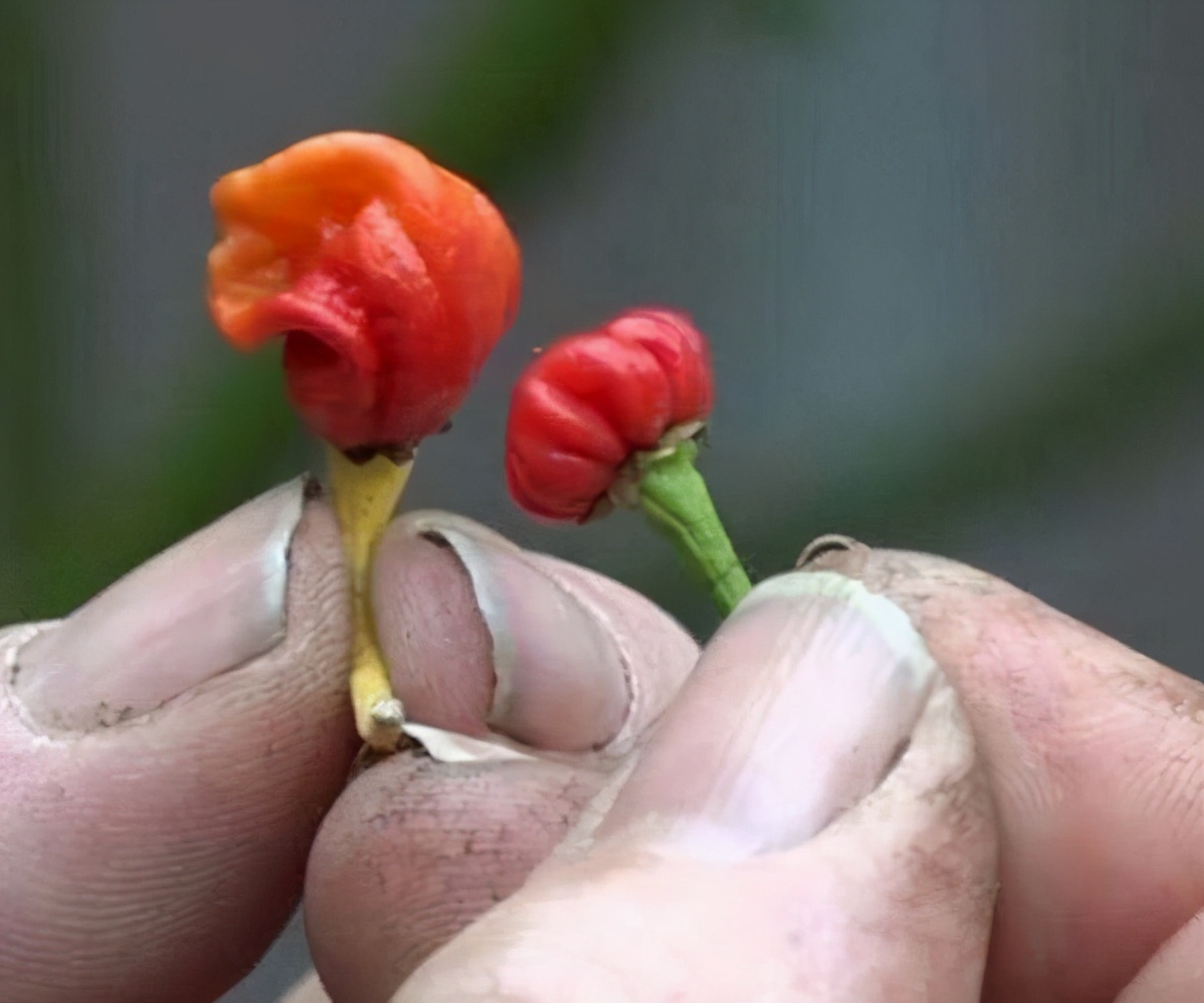 世界上最辣的辣椒（厨师不敢摸，辣度堪比生化武器） 的第7张图片