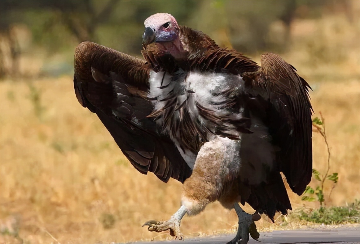 安第斯秃鹰简介，安第斯秃鹰这世界上最大的老鹰有多大？ 的第6张图片