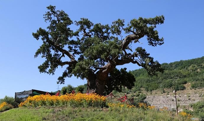 全国仅有5株5000岁古树，一棵是黄帝所栽，如何衡量古树年龄呢 的第6张图片