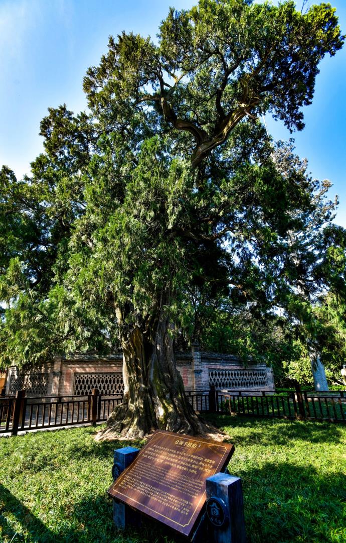 全国仅有5株5000岁古树，一棵是黄帝所栽，如何衡量古树年龄呢 的第7张图片