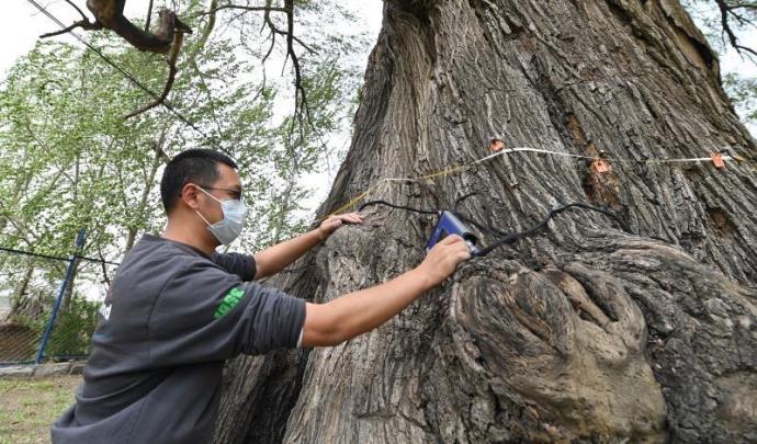 全国仅有5株5000岁古树，一棵是黄帝所栽，如何衡量古树年龄呢 的第12张图片