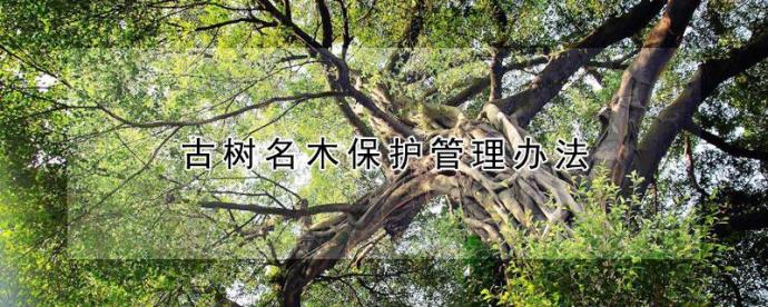 全国仅有5株5000岁古树，一棵是黄帝所栽，如何衡量古树年龄呢 的第13张图片