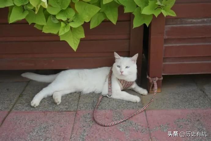 流浪10天的石家庄白猫终于找到了，请松开你的手，收好你的绳！ 的第3张图片